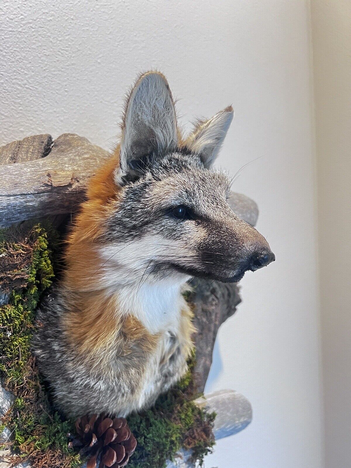 New Beautiful Gray Fox Red Fox Den Taxidermy Wall Mount