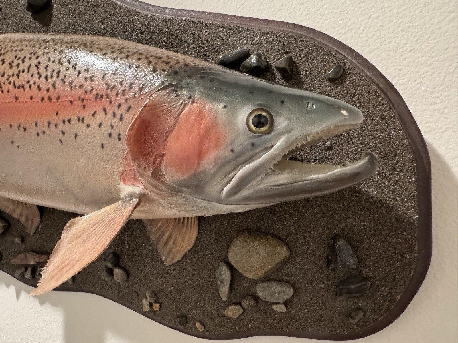 26" Rainbow Trout Fish Taxidermy Wall Mount