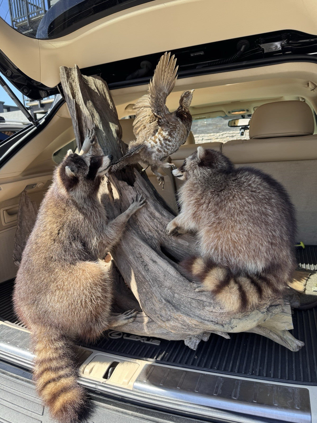 Two Raccoon Full Body Taxidermy Wall Mount  /  Long Fluffy Fur on  Wooden Log