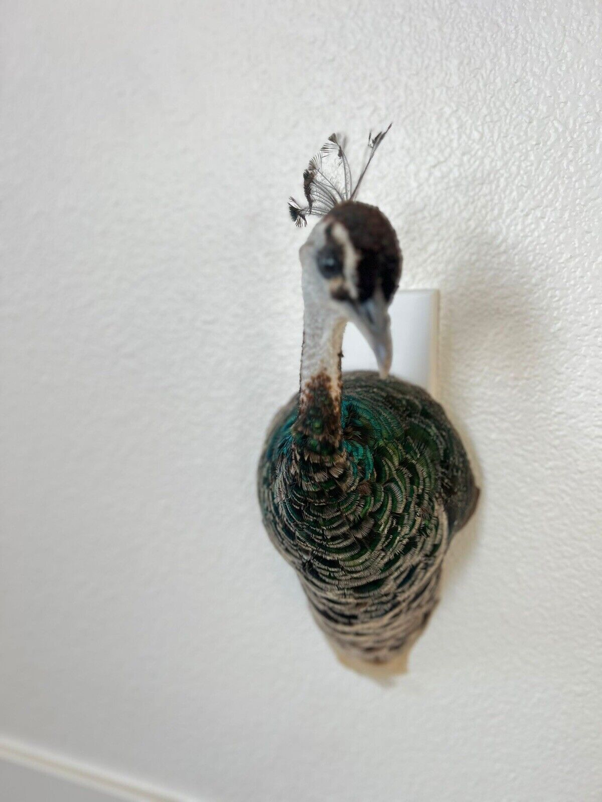 Museum quality FEMALE PEACOCK  Shoulder Taxidermy WALL-Mount