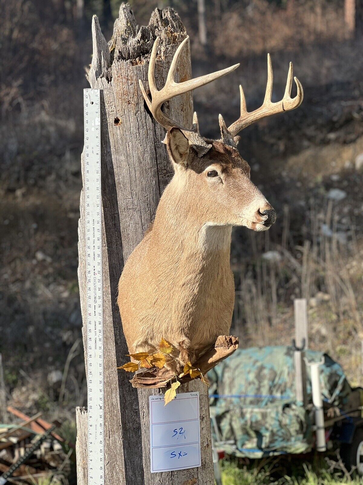 Shoulder Mount   White Tail Deer Real  Antler  Taxidermy Wall Mount