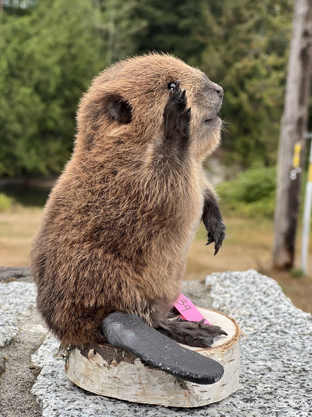 Museum Quality Beautiful Adorable Fatty Beaver Kit Taxidermy Mount Art Wildlife
