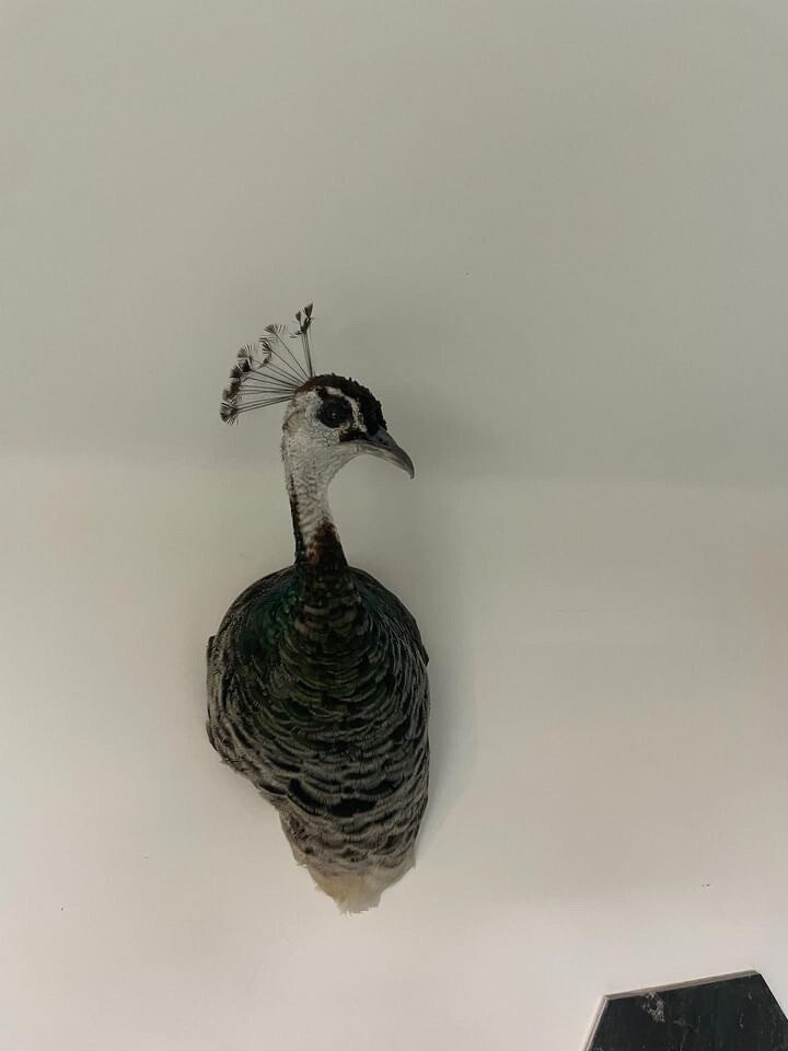 Museum quality FEMALE PEACOCK  Shoulder Taxidermy WALL-Mount