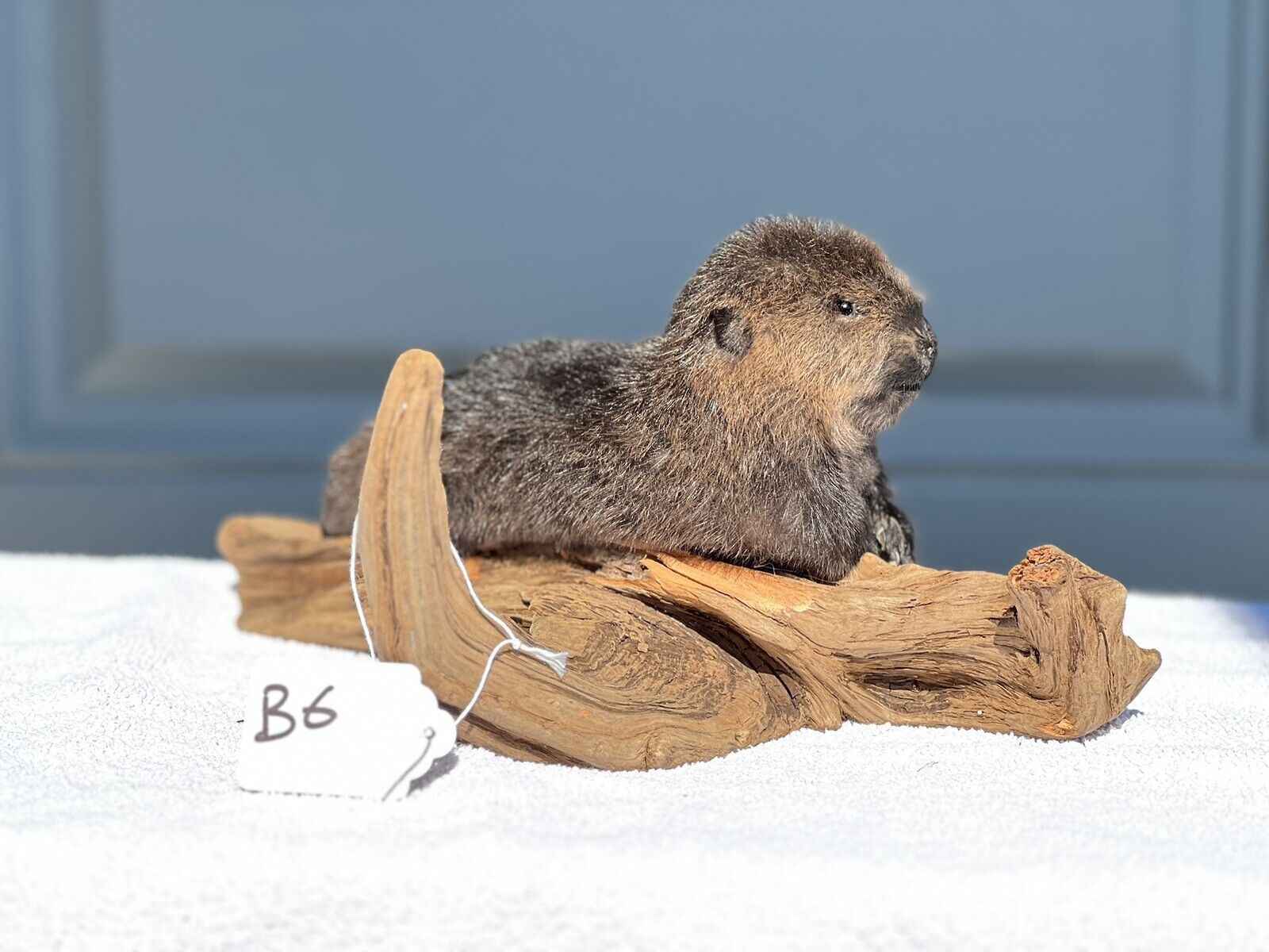 Museum Quality Beautiful Adorable Fatty Beaver Kit Taxidermy Mount Art Wildlife