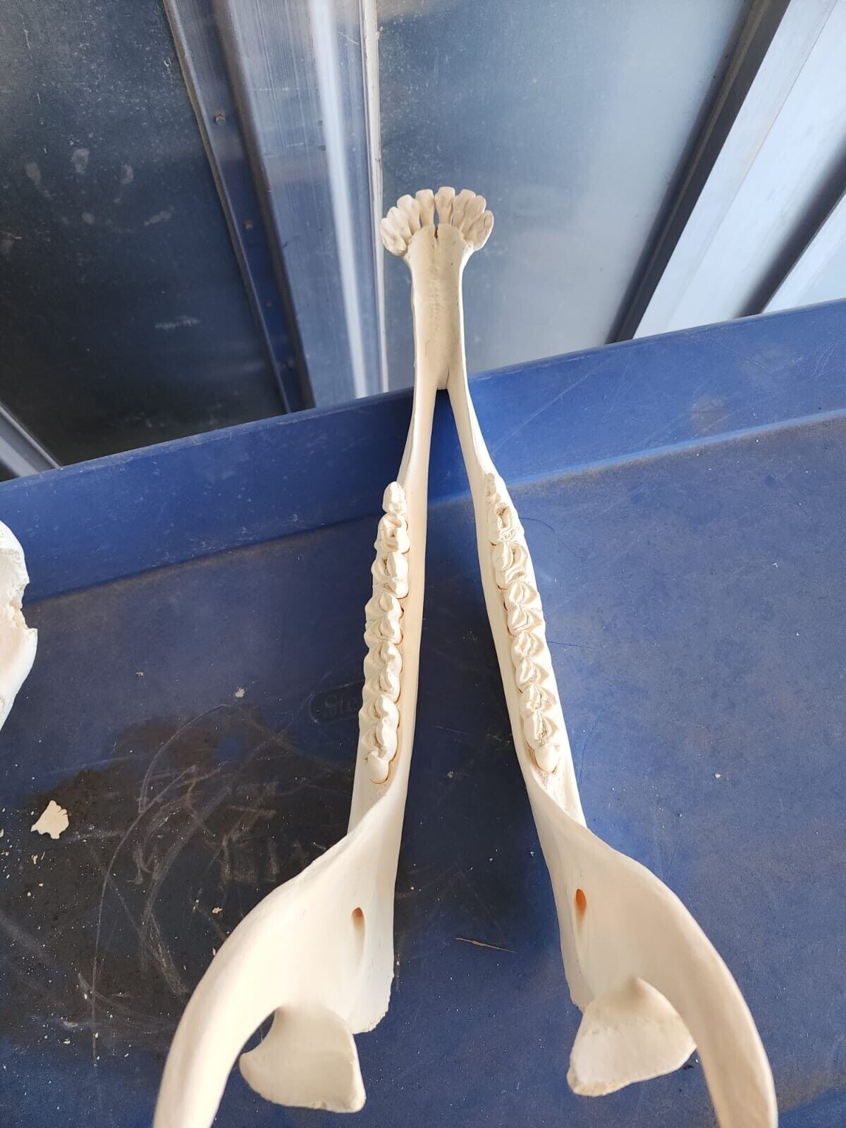 Real Giraffe Skull Male Giraffa camelopardalis - Full Upper and Lower Jaws