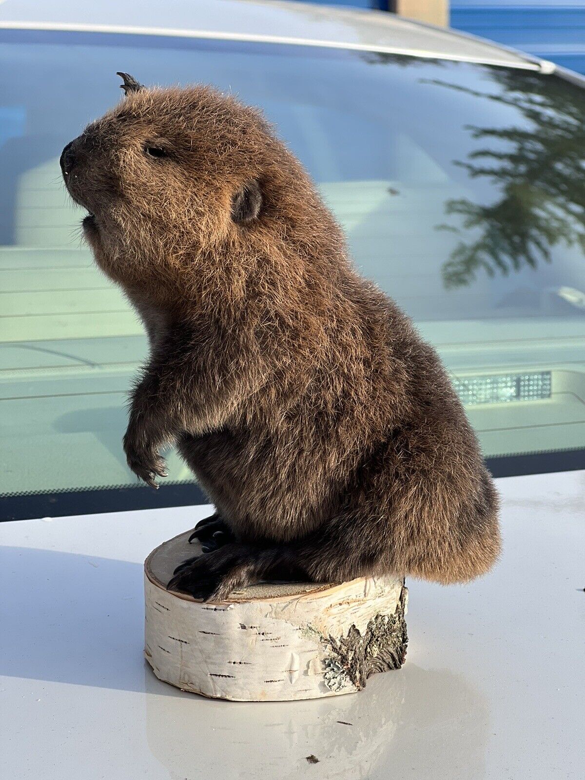 Museum Quality Beautiful Adorable Fatty Beaver Kit Taxidermy Mount Art Wildlife