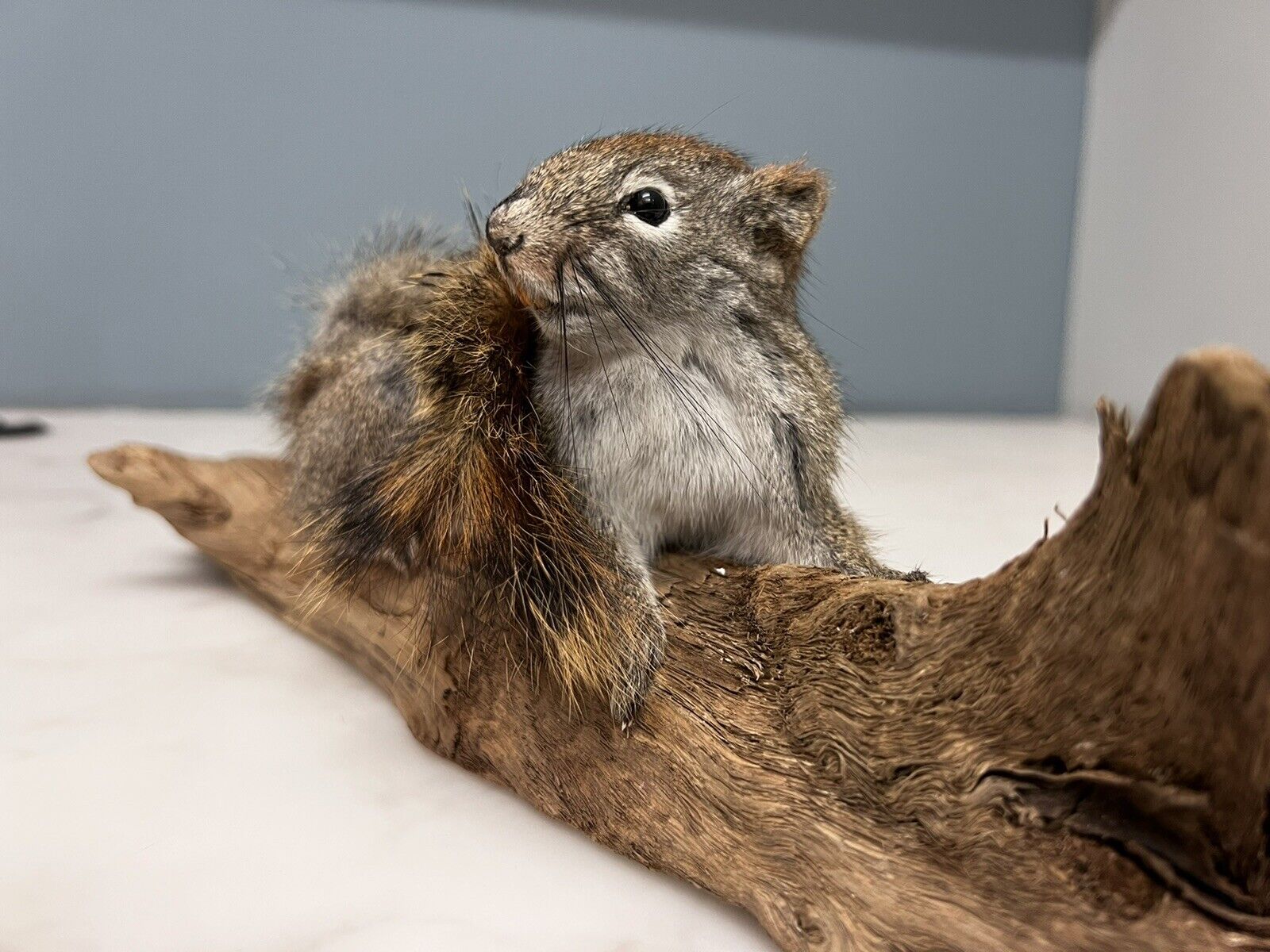 Red Squirrel Beautiful Adorable Taxidermy Mount Wooden Base