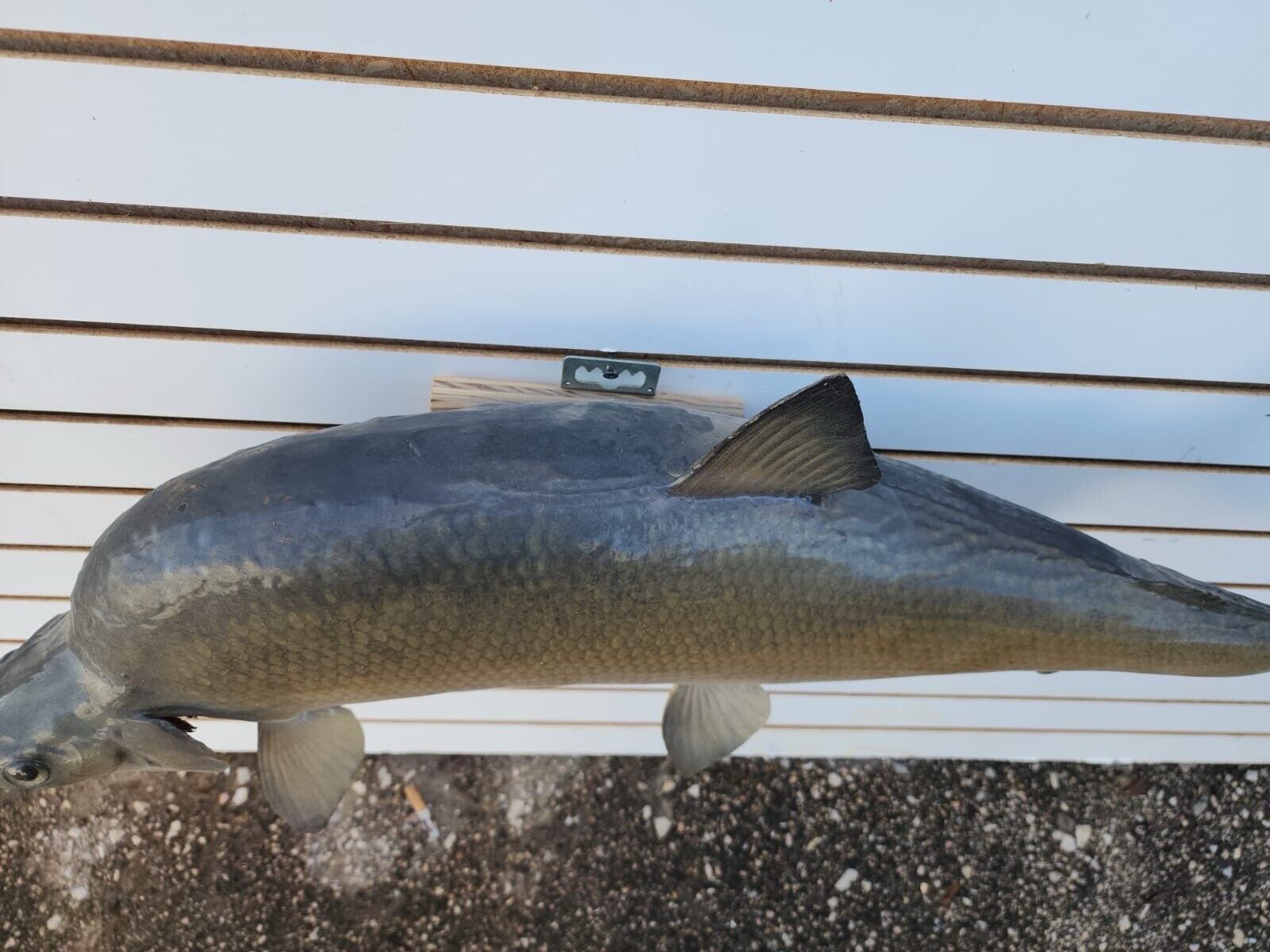 Big 31" Carp Real Skin Fish Taxidermy