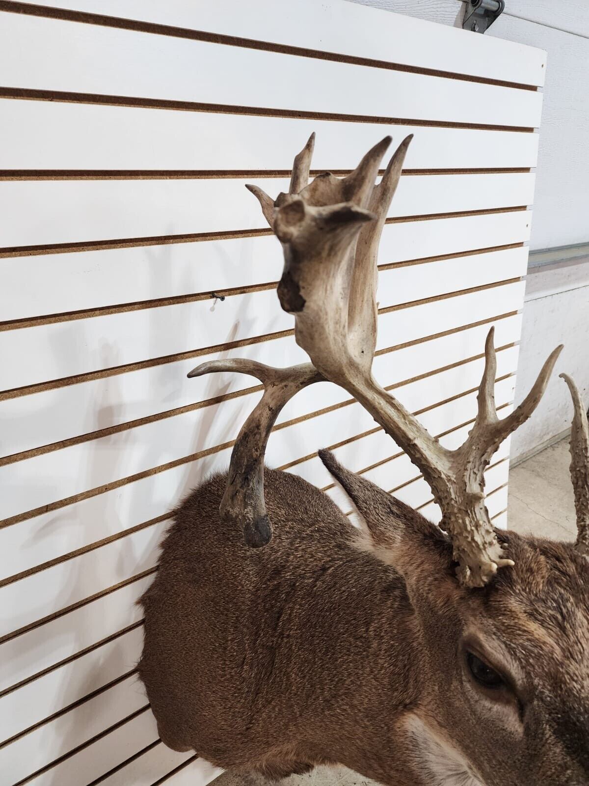 White Tail Deer Real  HUGE Antler  Taxidermy Wall Mount 300 CLASS ANTLERS
