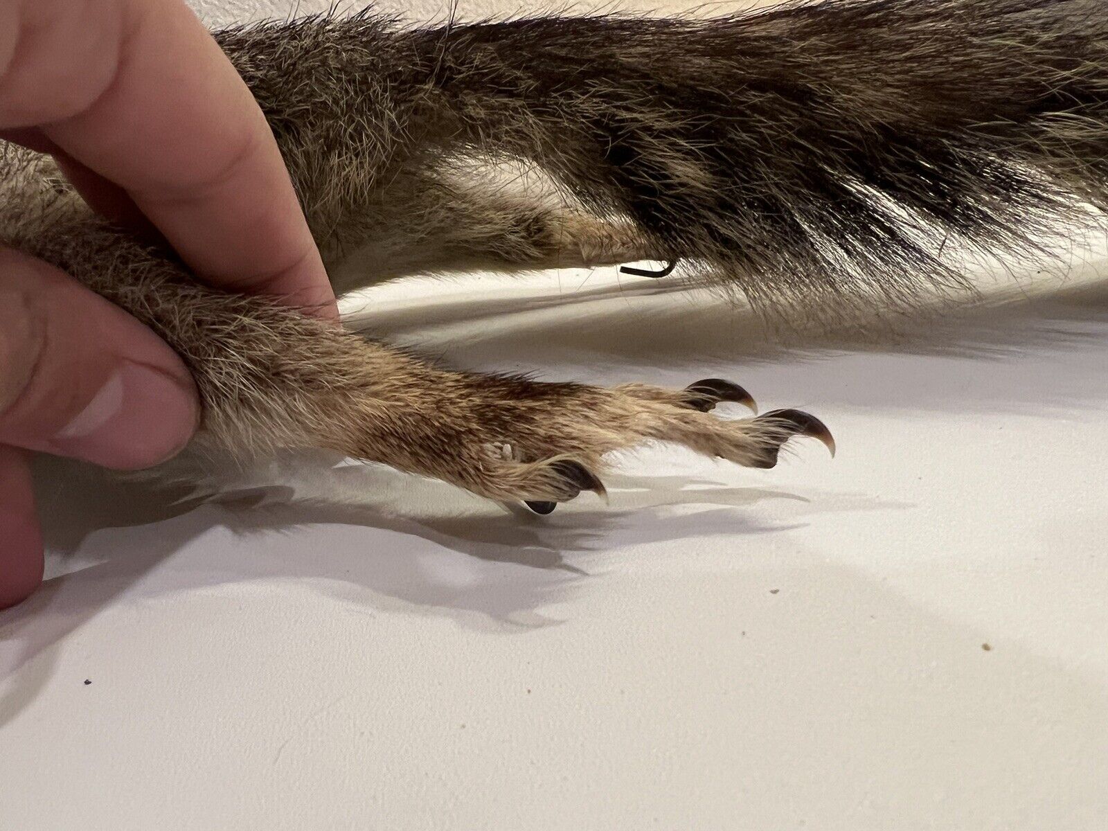 Flying Squirrel Beautiful Adorable Taxidermy Wall-Mount Wooden Base