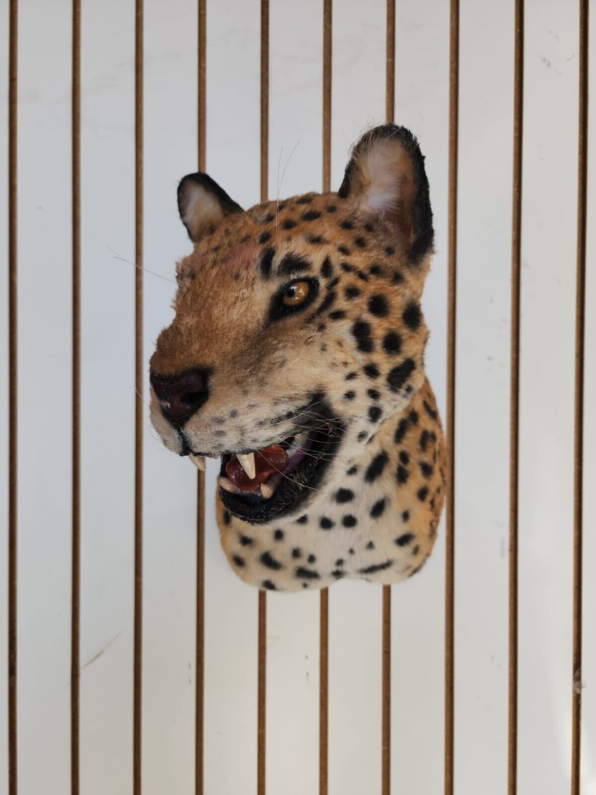 Reproduction Jaguar Shoulder Mount Taxidermy