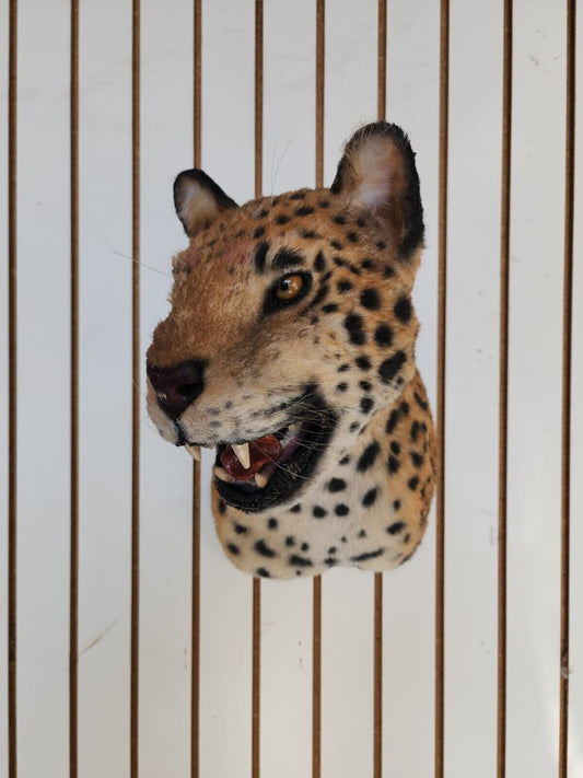 Reproduction Jaguar Shoulder Mount Taxidermy