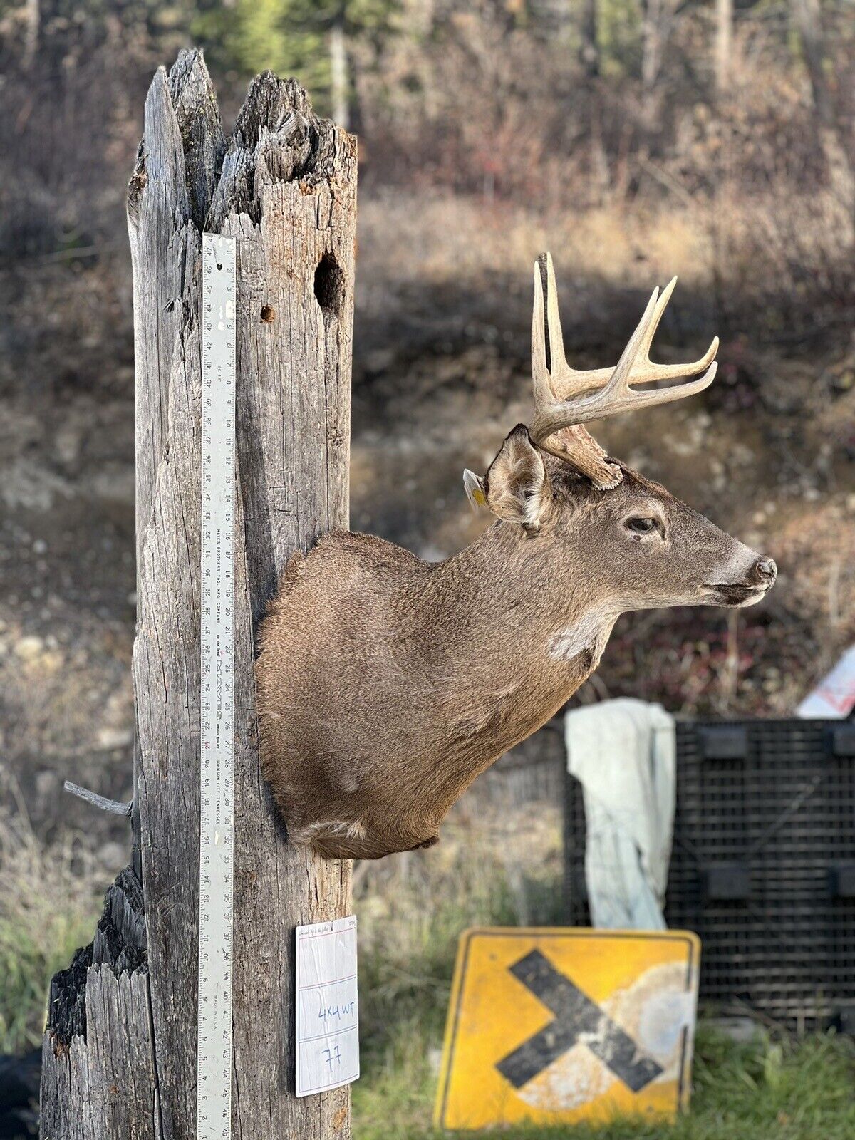 Shoulder Mount  Mule  Deer Real  Antler  Taxidermy Wall Mount