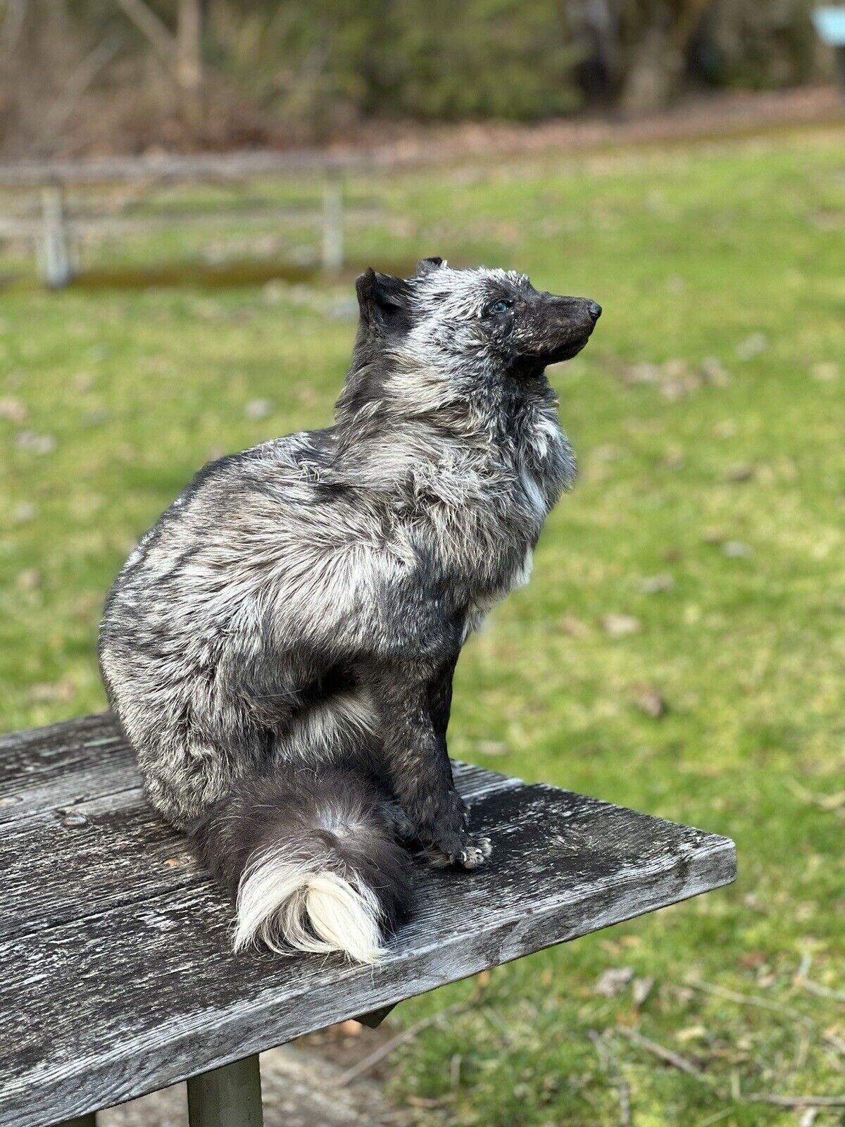 Gray  Fox Life Size Taxidermy Mount