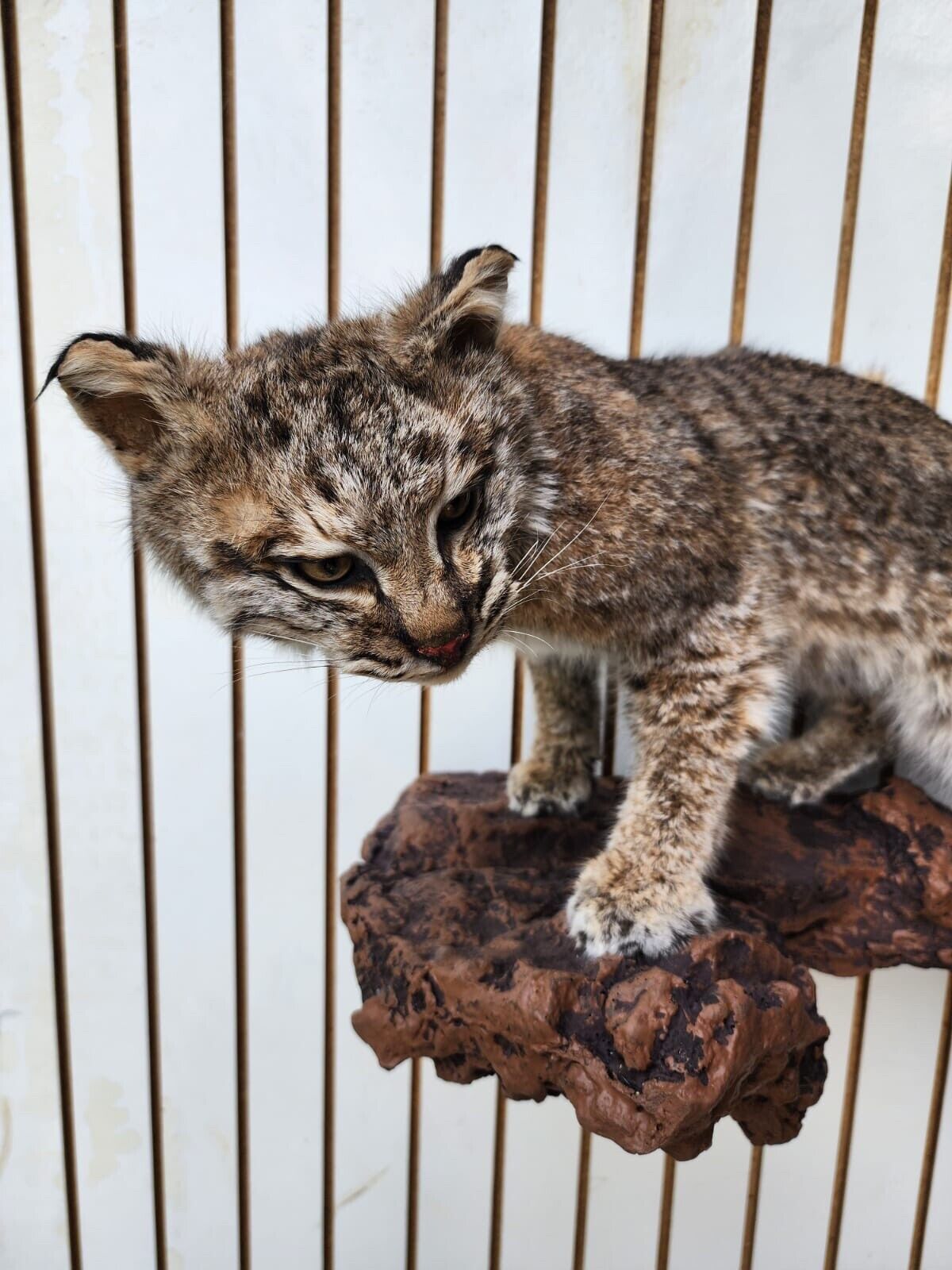 Bobcat Taxidermy Full Body Wall Mount