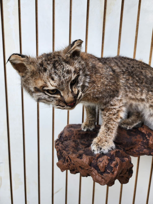 Bobcat Taxidermy Full Body Wall Mount