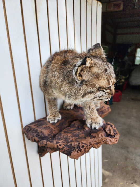 Bobcat Taxidermy Full Body Wall Mount