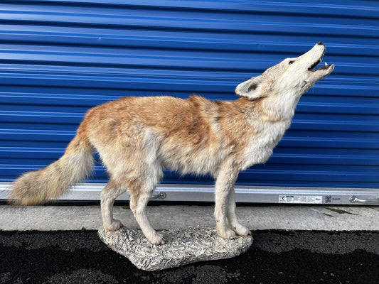 Beautiful Howling Coyote Taxidermy Life Size Mount
