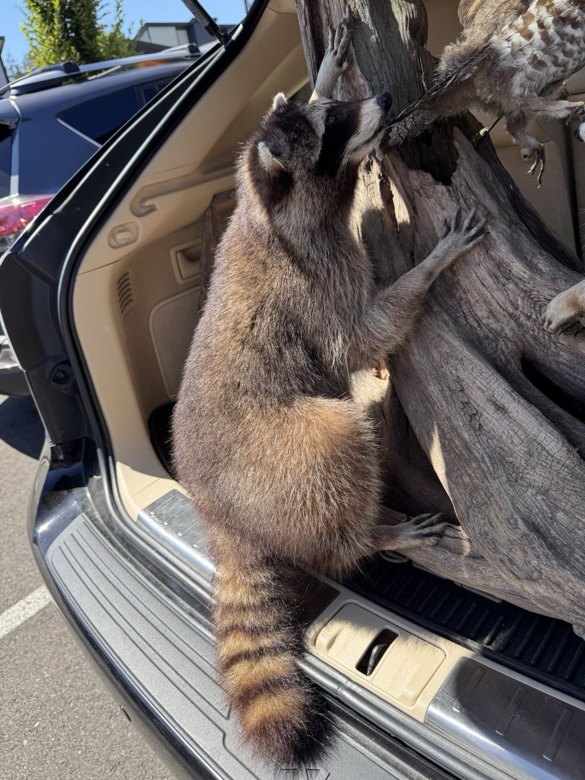 Two Raccoon Full Body Taxidermy Wall Mount  /  Long Fluffy Fur on  Wooden Log