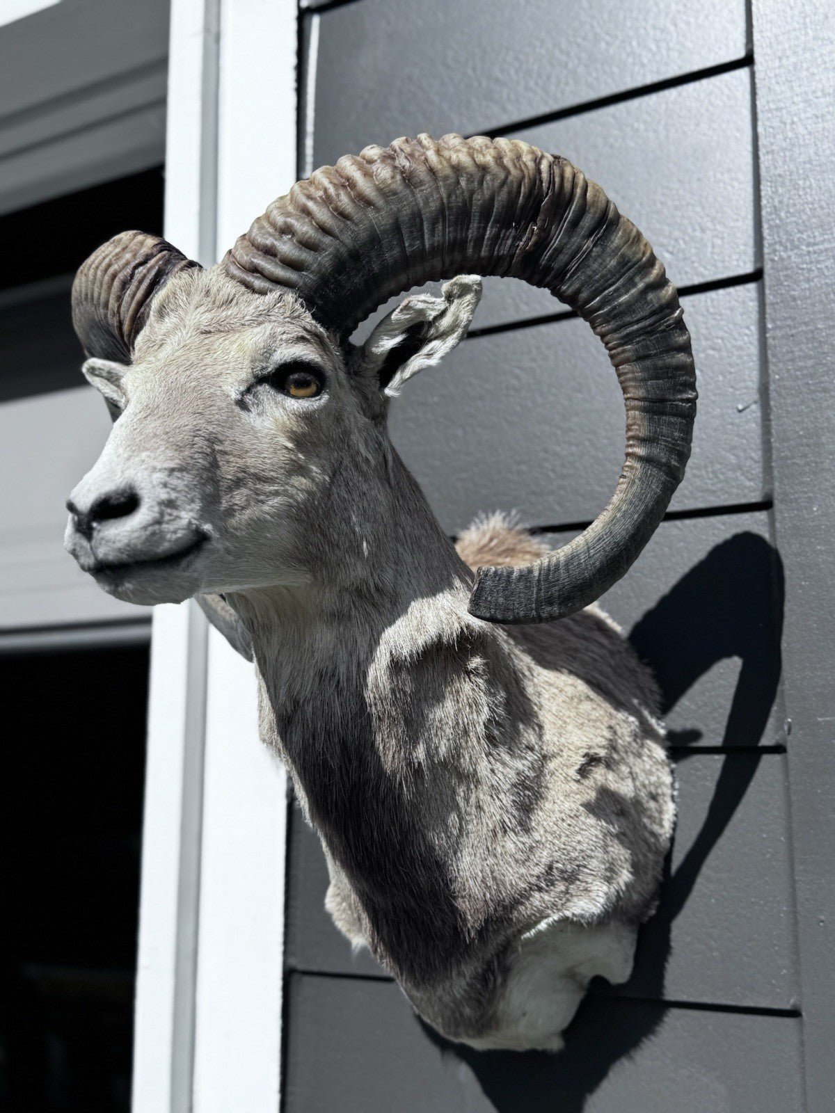 Mouflon sheep taxidermy mount
