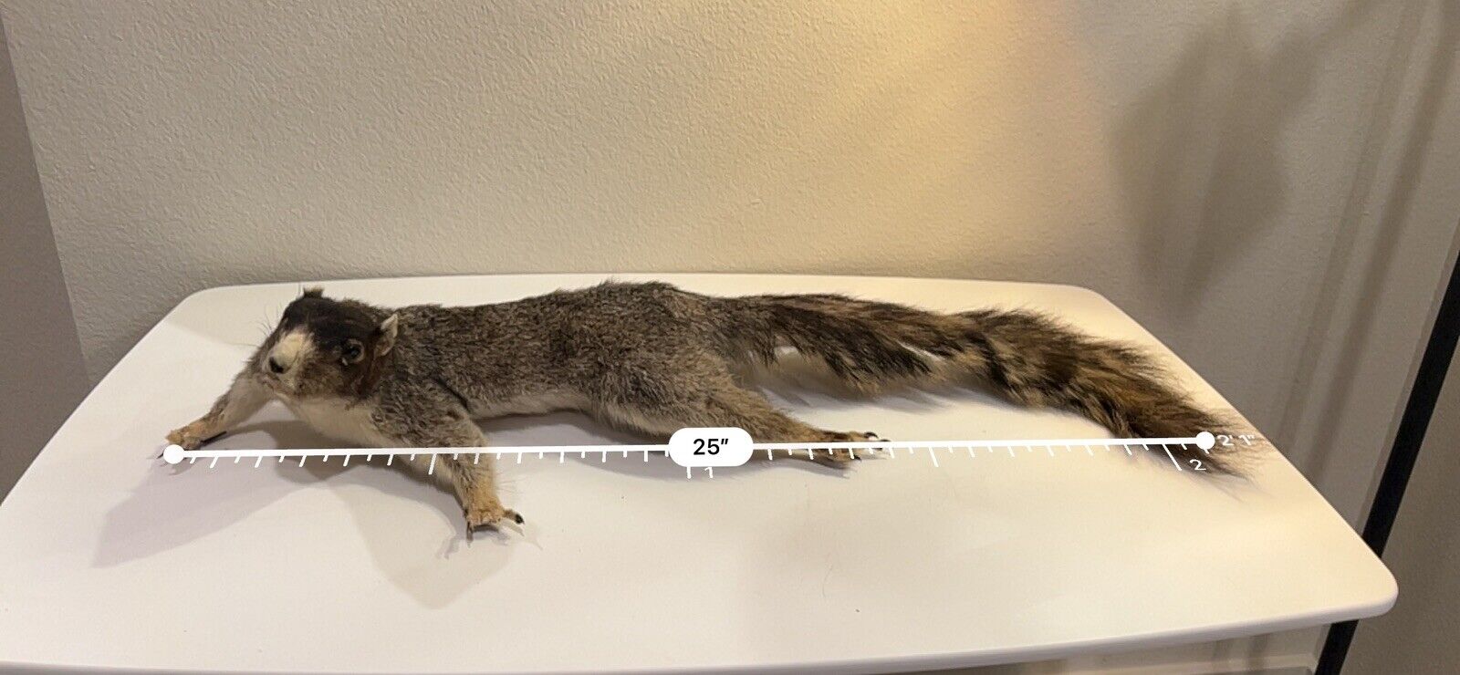 Flying Squirrel Beautiful Adorable Taxidermy Wall-Mount Wooden Base