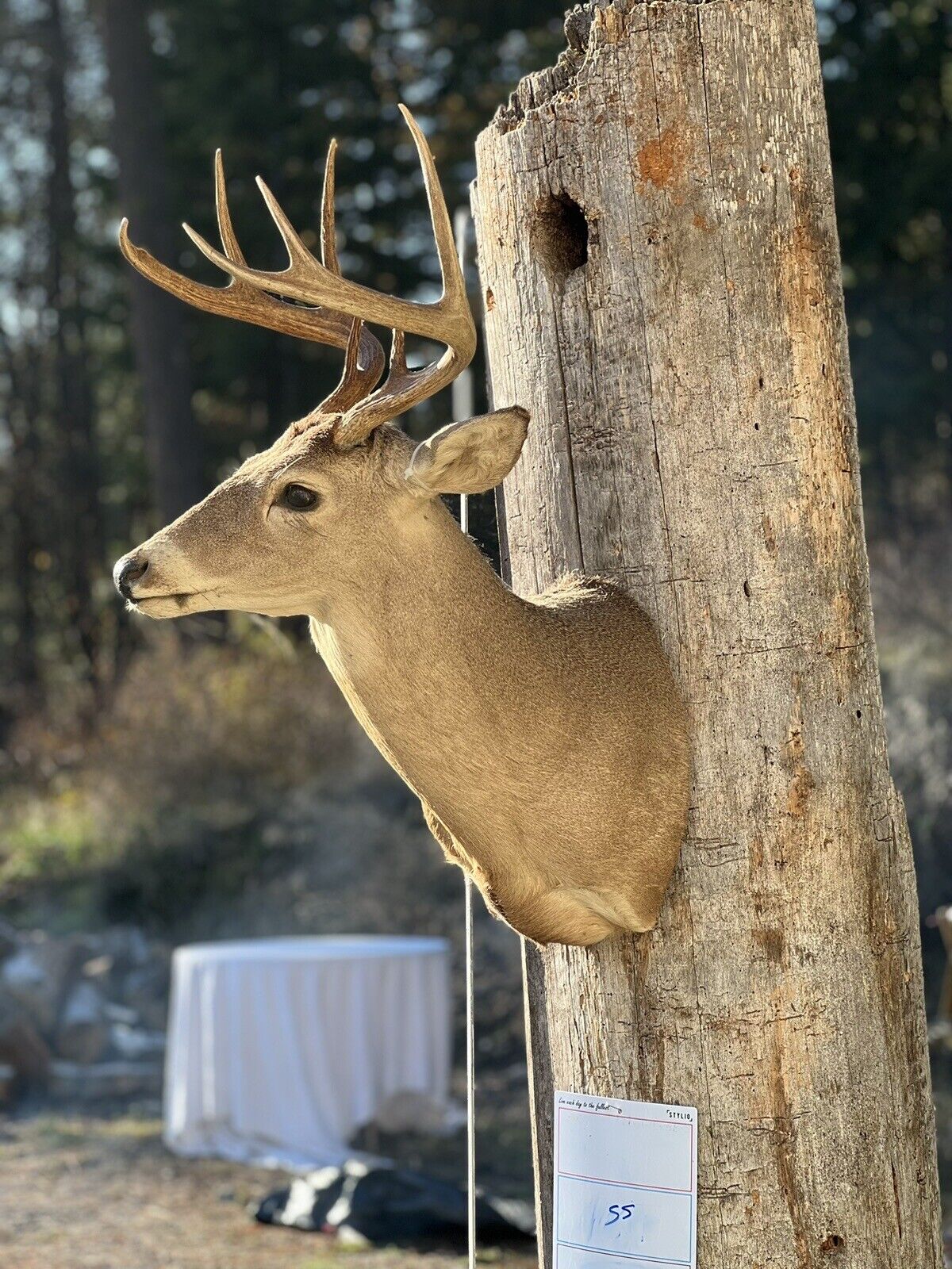 Shoulder Mount   White Tail Deer Real  Antler  Taxidermy Wall Mount