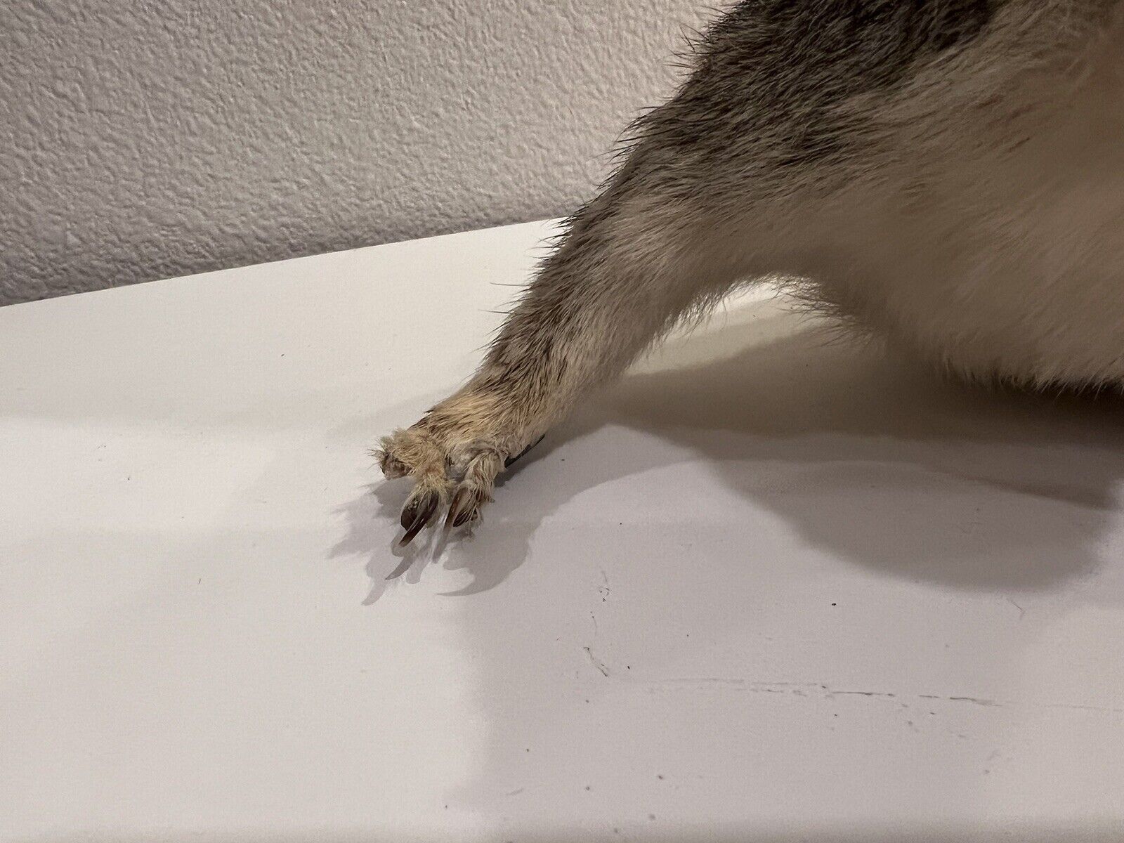 Flying Squirrel Beautiful Adorable Taxidermy Wall-Mount Wooden Base