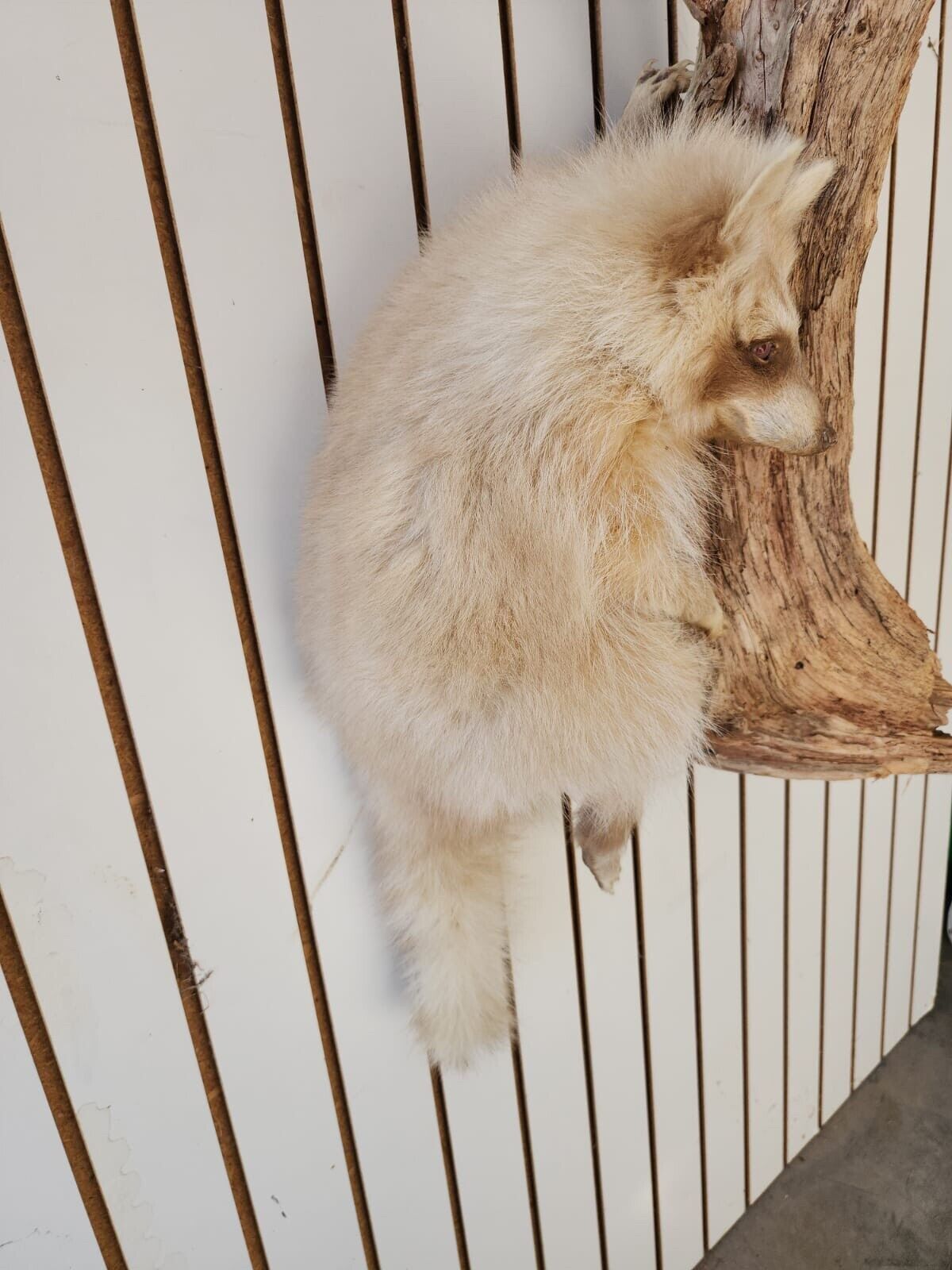 Blonde / Albino Raccoon Full Body Taxidermy Mount