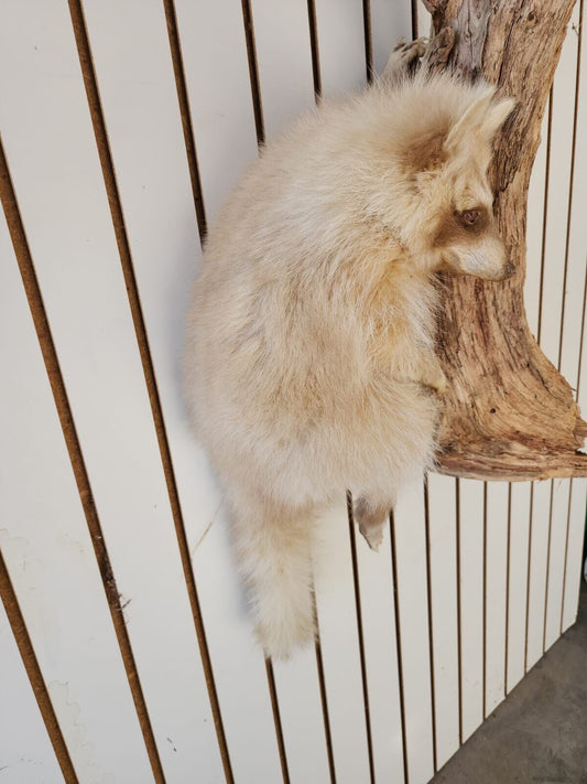 Blonde / Albino Raccoon Full Body Taxidermy Mount