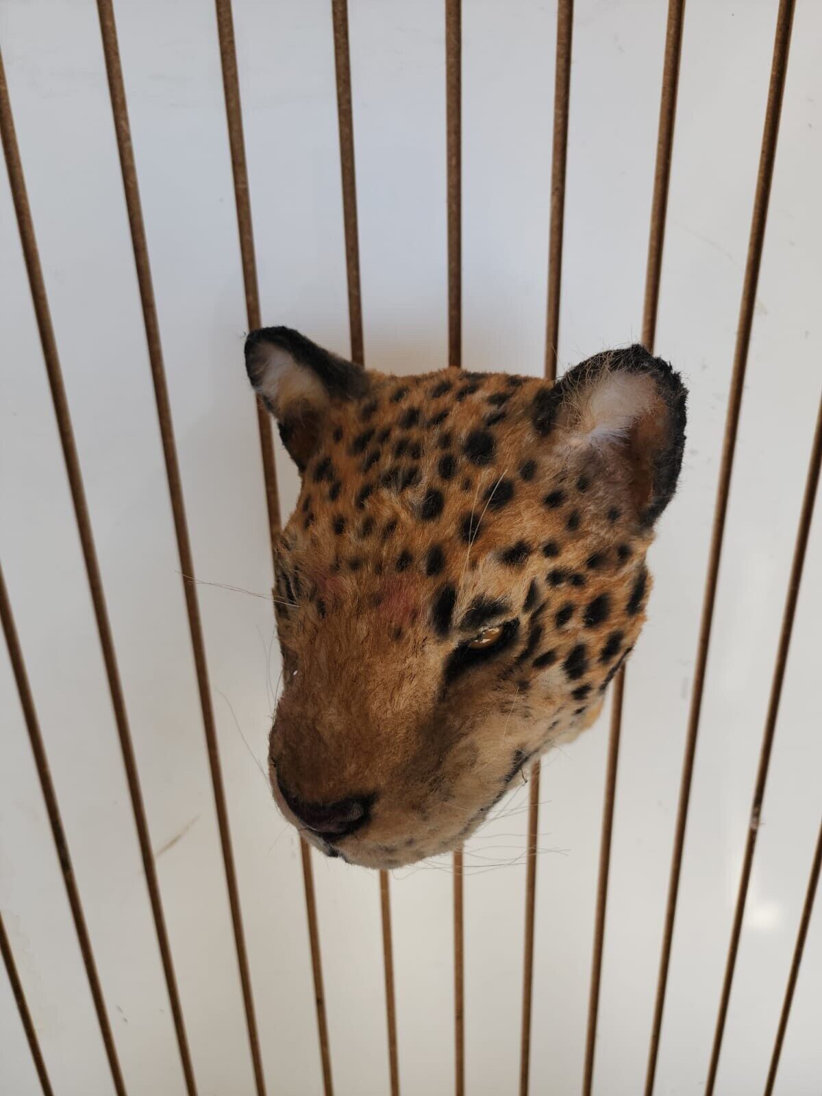 Reproduction Jaguar Shoulder Mount Taxidermy