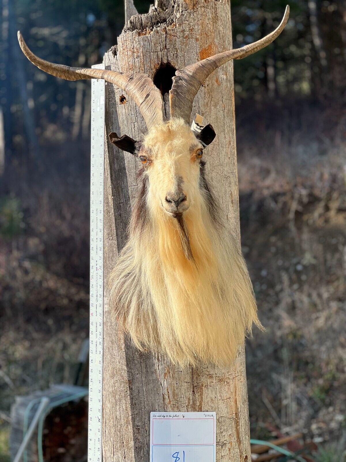 Angora Cross Goat Shoulder Mount Taxidermy