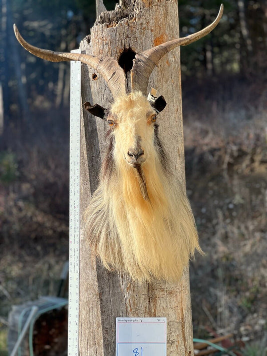 Angora Cross Goat Shoulder Mount Taxidermy