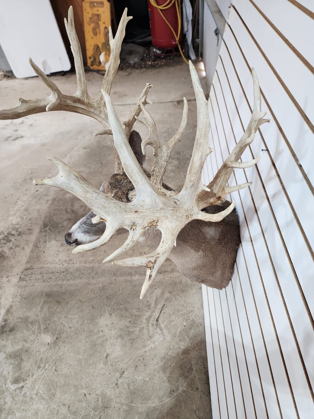 White Tail Deer Real  Antler  Taxidermy Wall Mount 200 CLASS ANTLERS