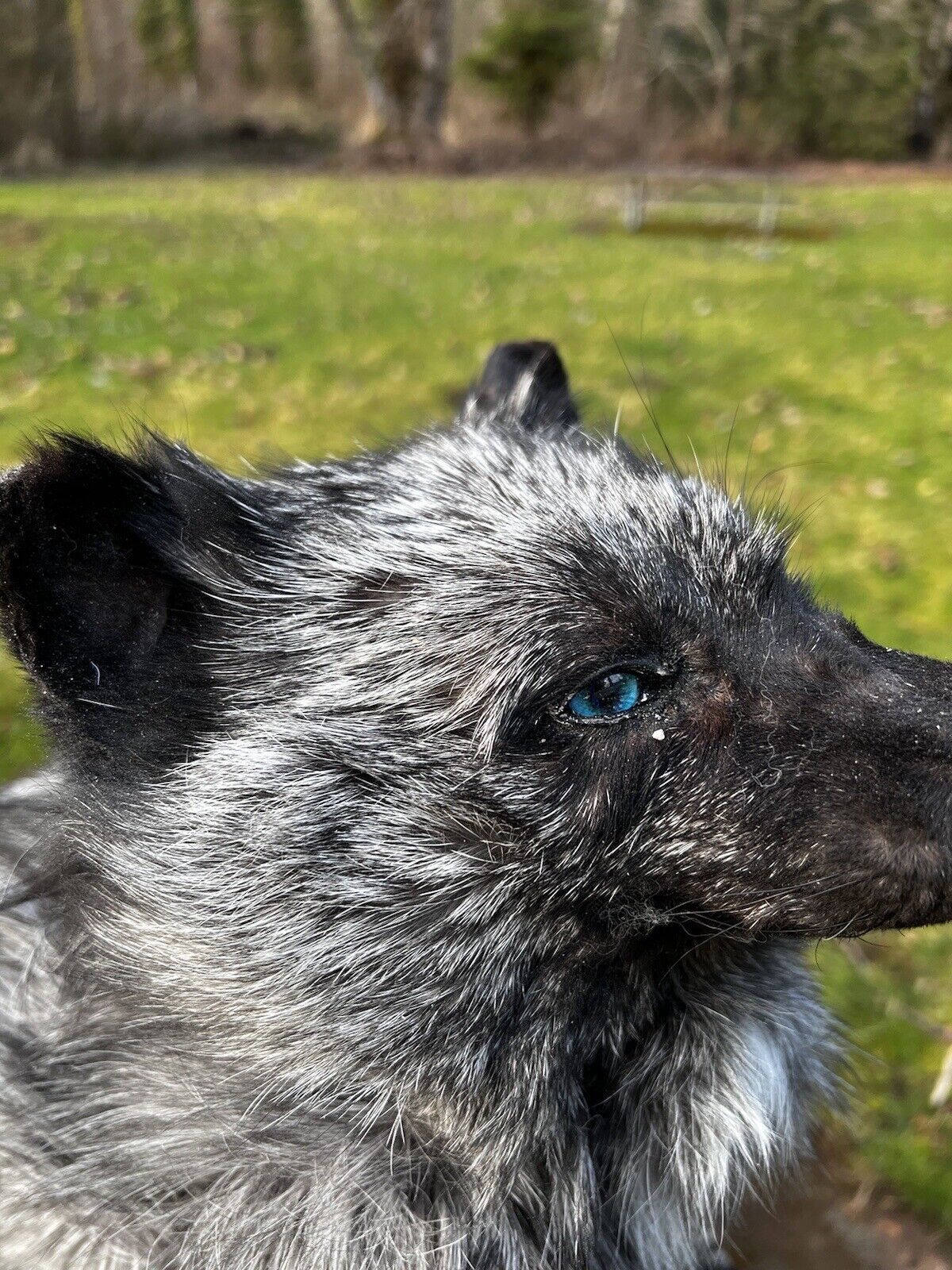 Gray  Fox Life Size Taxidermy Mount