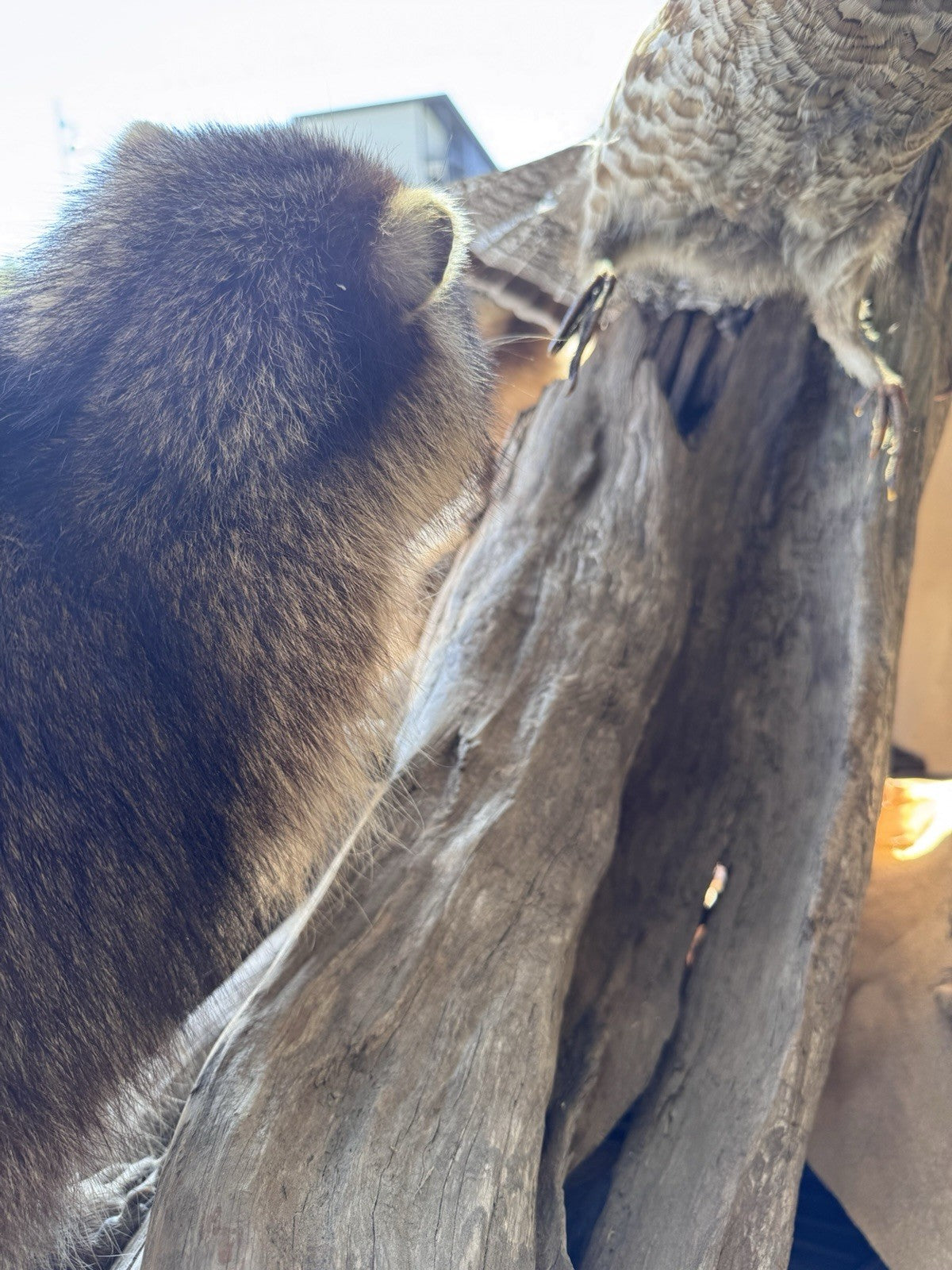Two Raccoon Full Body Taxidermy Wall Mount  /  Long Fluffy Fur on  Wooden Log