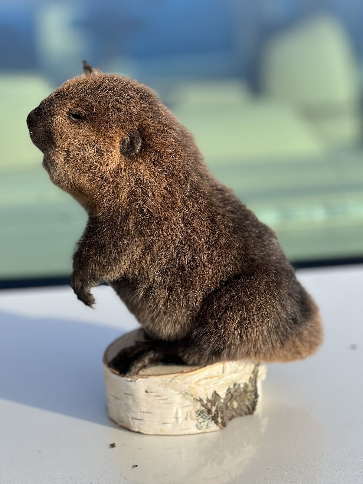 Museum Quality Beautiful Adorable Fatty Beaver Kit Taxidermy Mount Art Wildlife