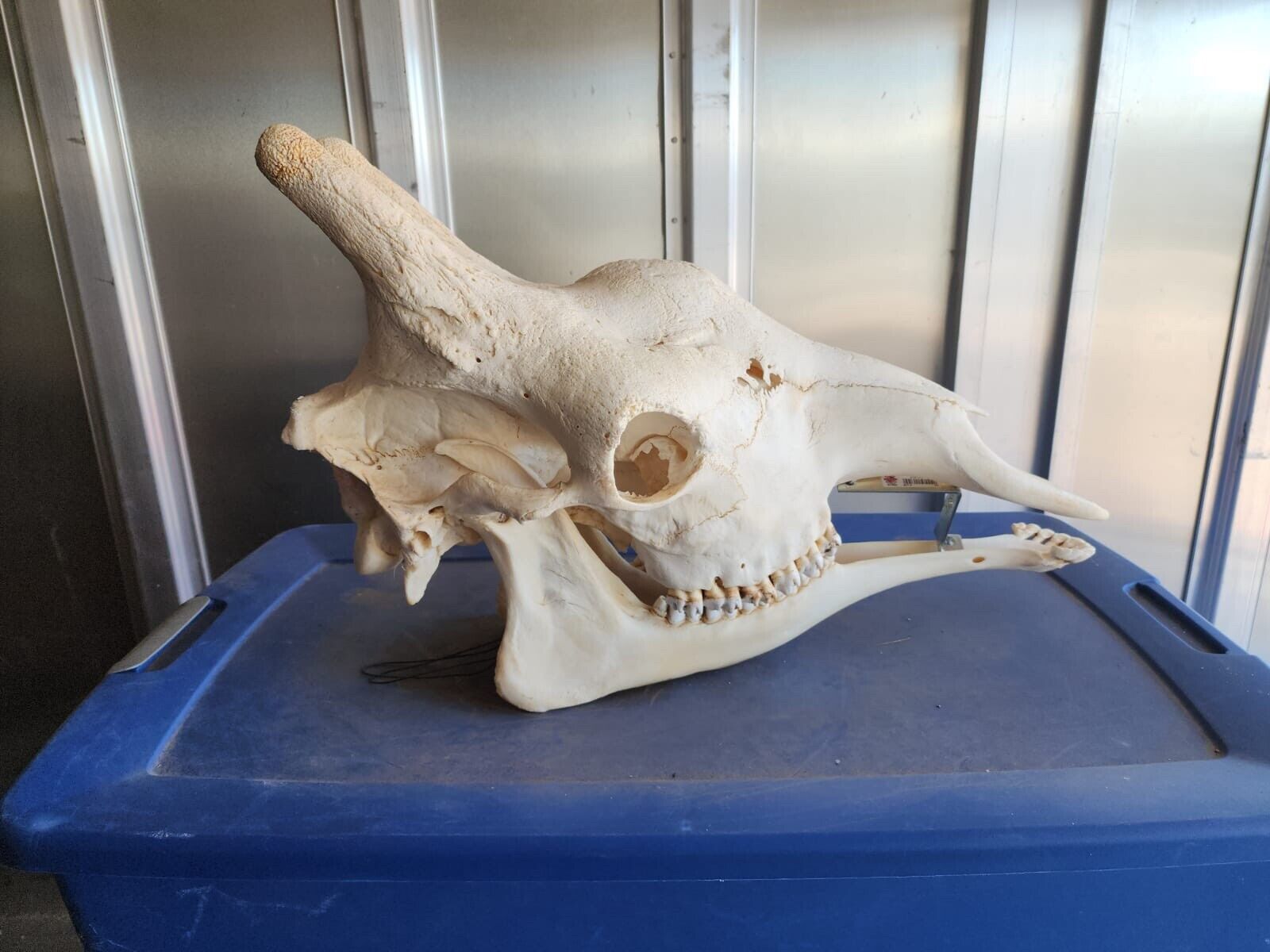 Real Giraffe Skull (Female) - Giraffa camelopardalis - Full Upper and Lower Jaws