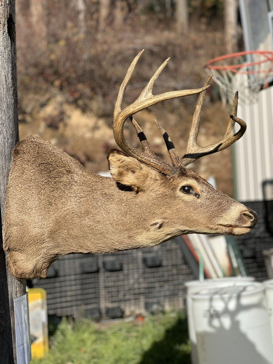 Shoulder Mount   Mule Deer Real  Antler  Taxidermy Wall Mount