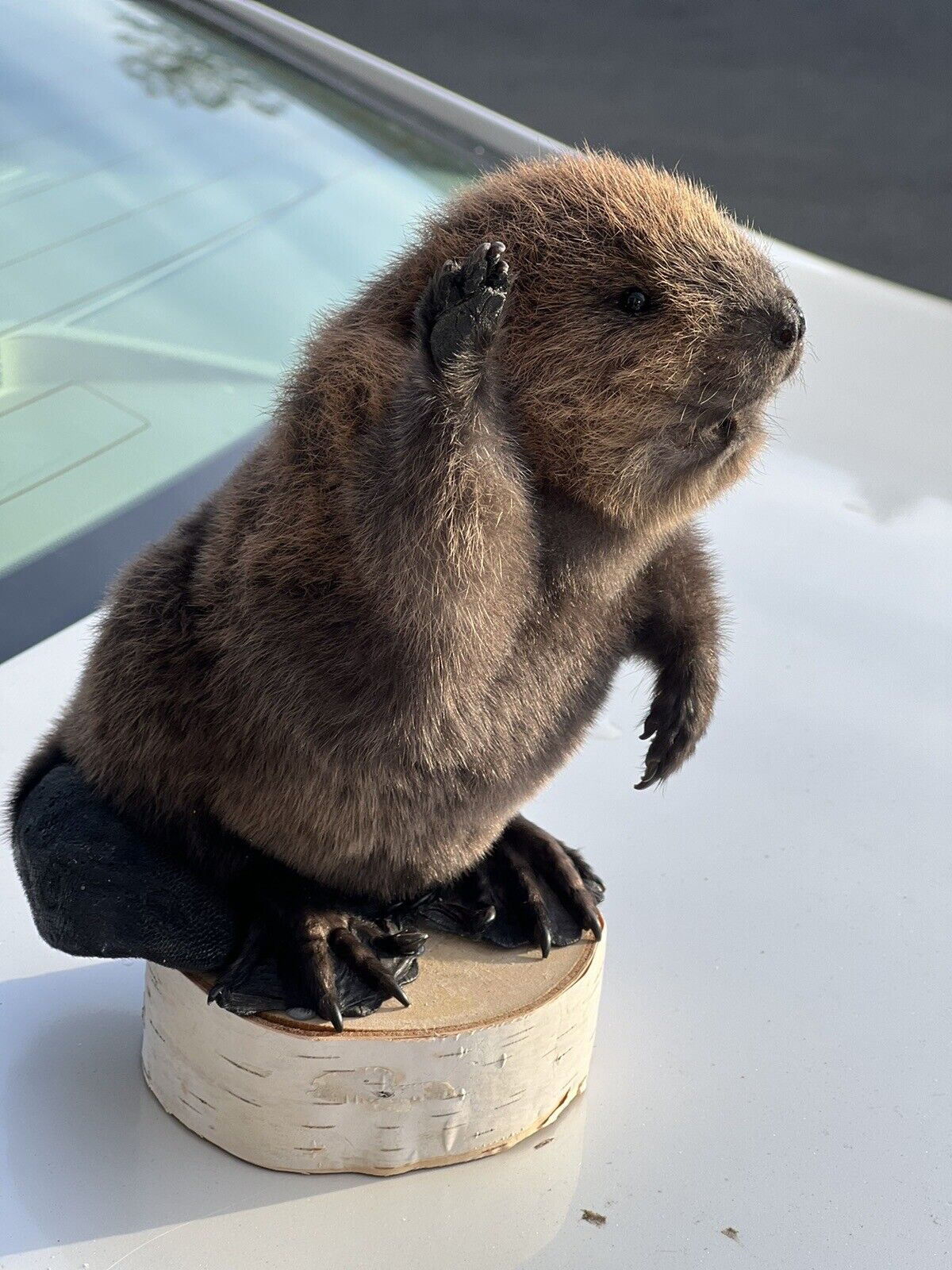 Museum Quality Beautiful Adorable Fatty Beaver Kit Taxidermy Mount Art Wildlife