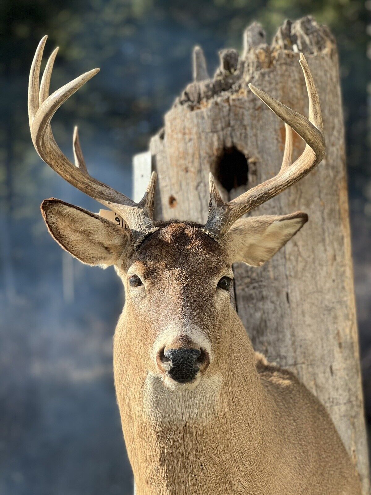 Shoulder Mount   White Tail Deer Real  Antler  Taxidermy Wall Mount