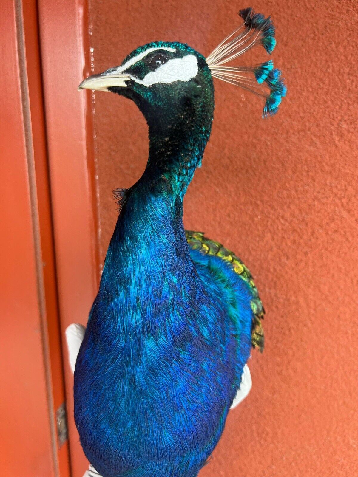 Museum quality MALE PEACOCK  Shoulder Taxidermy WALL-Mount