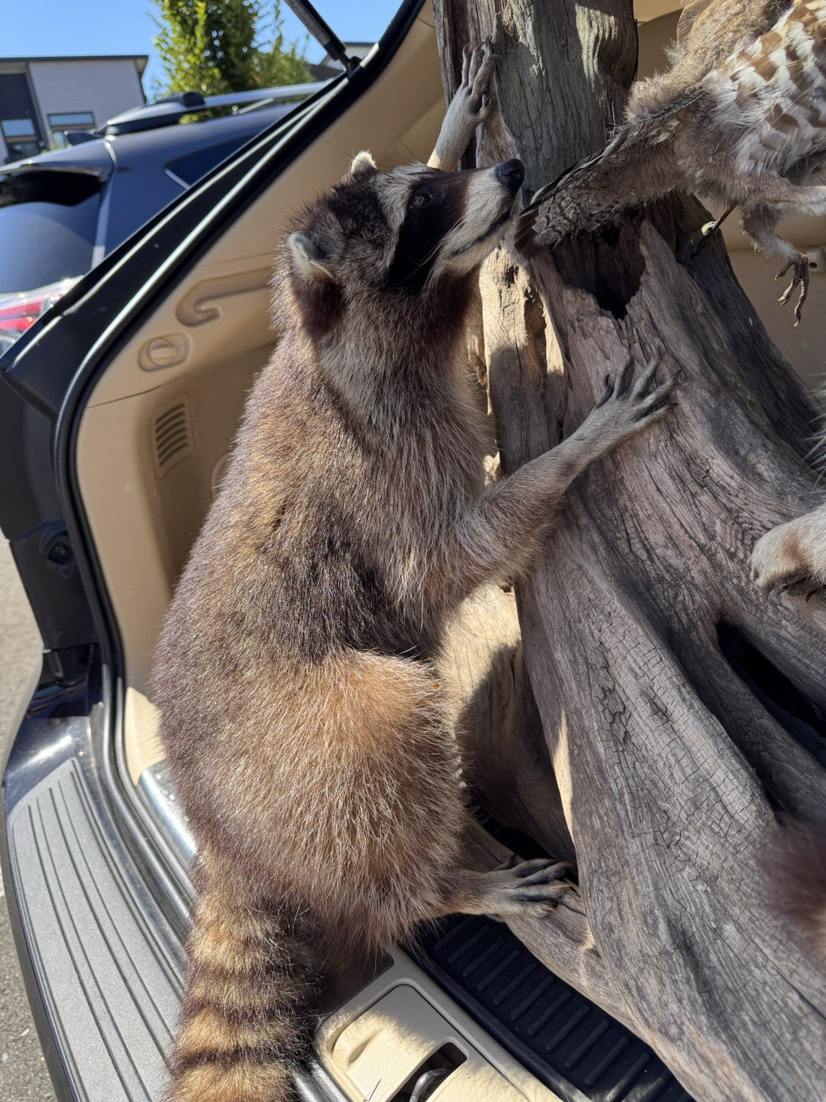 Two Raccoon Full Body Taxidermy Wall Mount  /  Long Fluffy Fur on  Wooden Log