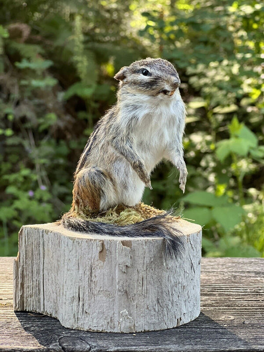 New Beautiful Chipmunk Taxidermy Mount