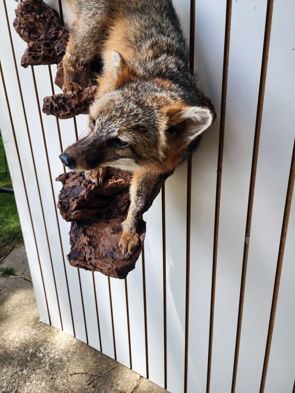 Grey Fox Taxidermy Full Body Mount Cabin Camp Man Cave Home Decor Wall Mount Log