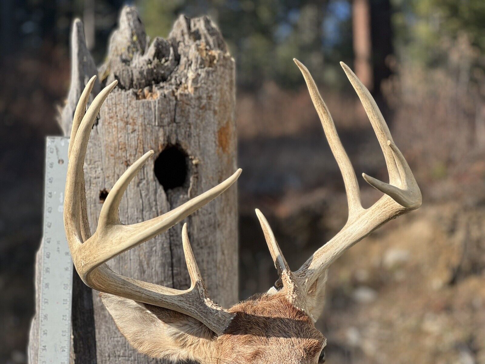 Shoulder Mount   White Tail Deer Real  Antler  Taxidermy Wall Mount