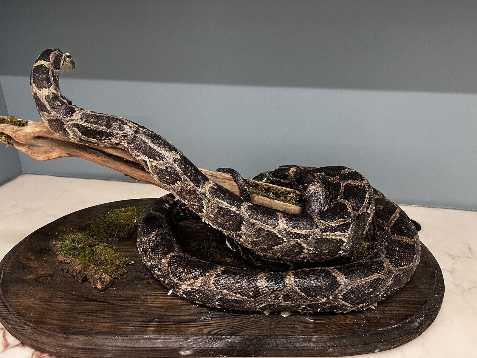 Python Snake Taxidermy Mount