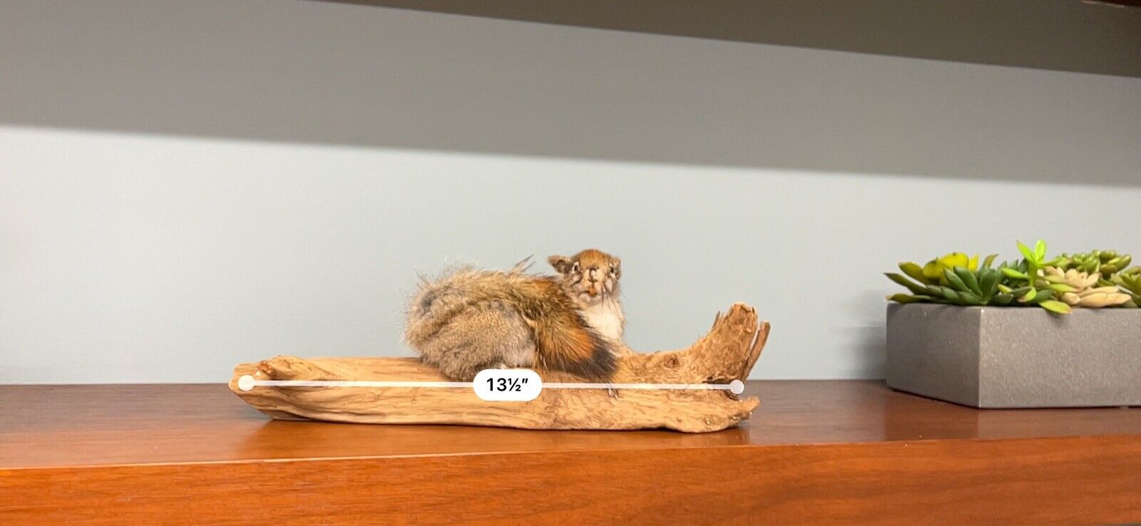 Red Squirrel Beautiful Adorable Taxidermy Mount Wooden Base