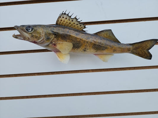 14" Sauger Real Skin Fish Taxidermy