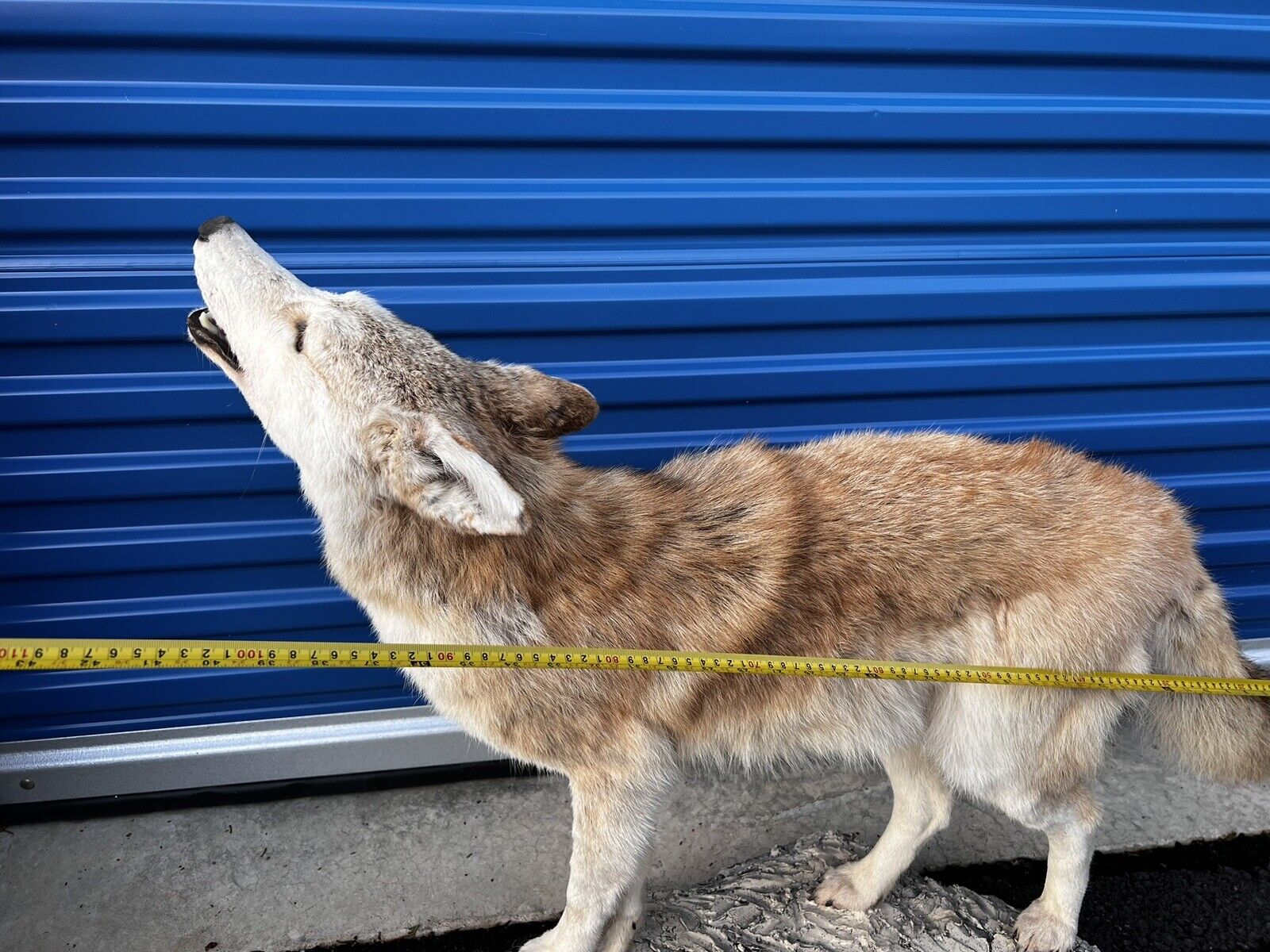 Beautiful Howling Coyote Taxidermy Life Size Mount