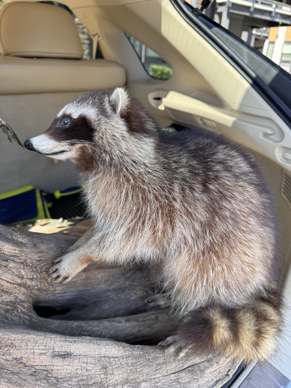 Two Raccoon Full Body Taxidermy Wall Mount  /  Long Fluffy Fur on  Wooden Log